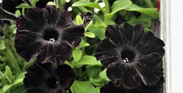 Black beautiful flowers are homemade