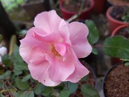 rose, potted plant with Pink open flower