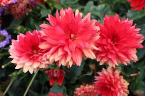 Flowers Color Red
