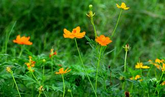 Flowers Nature Floral