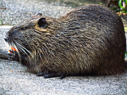 nutria eats a carrot in the zoo
