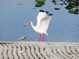 Bird White Crane