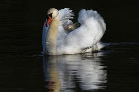 White Swan in Pond at night