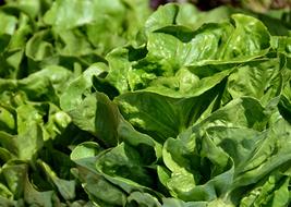 Vegetable leaves in the garden