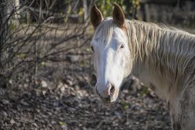 Horse Portrait Looking