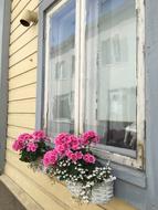 Window Flowers pink