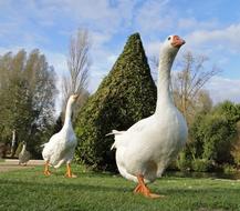 Goose Park White