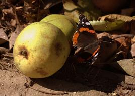 lonely butterfly by the apples