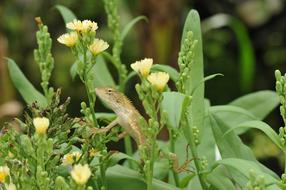 Lizard Plants Flowers
