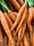 fresh carrots harvest