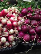 Pink radish roots