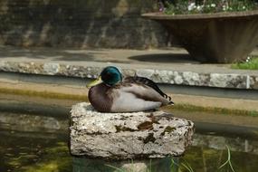 Duck Bird Pond Water