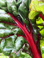 vegetable leaf