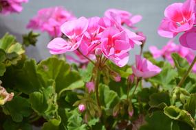 Geranium, ornamental plants with Pink Flowers