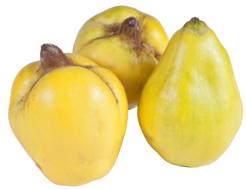 fresh quince fruit