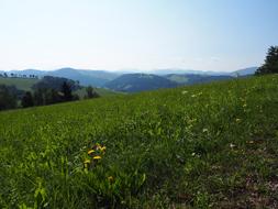 Meadow on mountain slope, summer Landscape