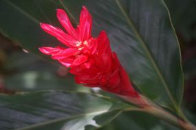 red flower sprout in the trees