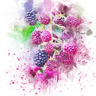 Raspberry watercolor drawing