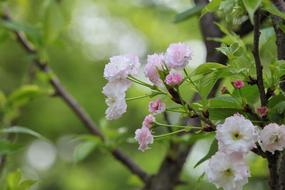beautiful plants in the garden