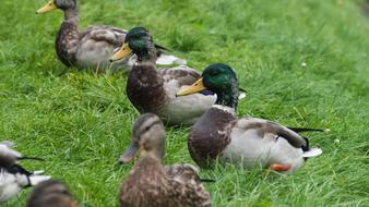 Ducks in Park