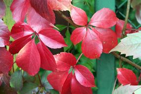 red leaves of grapes by the house