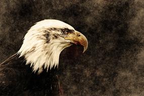 eagle bird animal portrait art