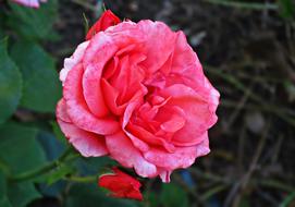 pink garden rose in the backyard