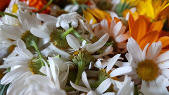 Background Beauty Blooming flowers