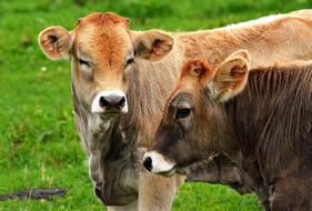 Allgau Cows on meadow