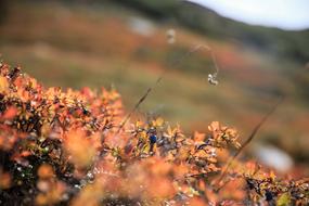 forest blueberries in autumn leaves