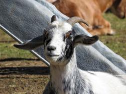 Goat Farm Animal