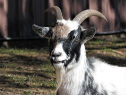 Goat Farm Animal
