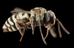 Bee Parasitic Macro