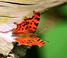 Close Up picture of red and black Butterfly Insect