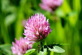 Close up of a pink flower