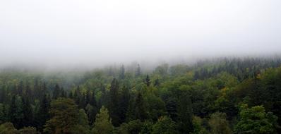dense fog over the forest