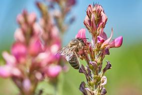 bee extracting pollen from a flower