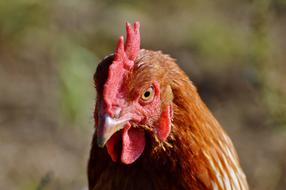 Chicken Hen Poultry Free