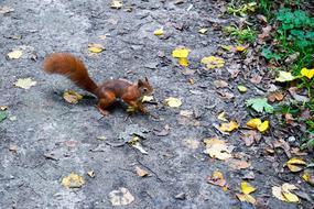 squirrel on a path with autumn leaves