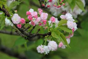 beautiful flowers on a tree branch