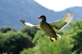 Duck Park Bird