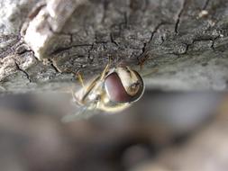 Insect Nature