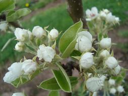 white pear flowers on a tree