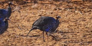 Guinea Fowl Savannah Bird