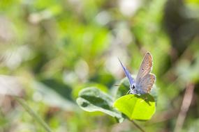 Butterfly Macro Insect