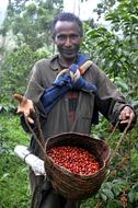 man harvests berries