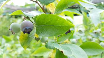 Blueberry plant with unripe Fruits