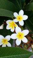 Flower Crete