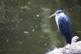 Bird Water Zoo