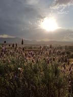 Lavender Farm Kooroomba